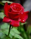 กุหลาบสัญลักษณ์เกี่ยวกับความรัก