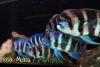Cichlids Crazy