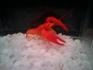 HYDROCRAYFISH